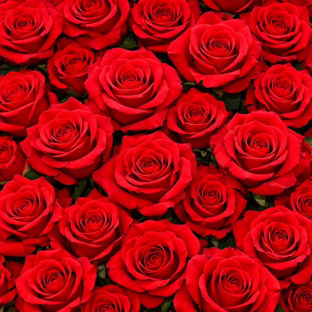 Bed Of Roses Floral Organic Vape Juice - Kai's Virgin Vapor Bed Of Roses Floral Organic Vape Juice - Kai's Virgin Vapor